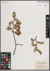 Foto von Salix caprea L.